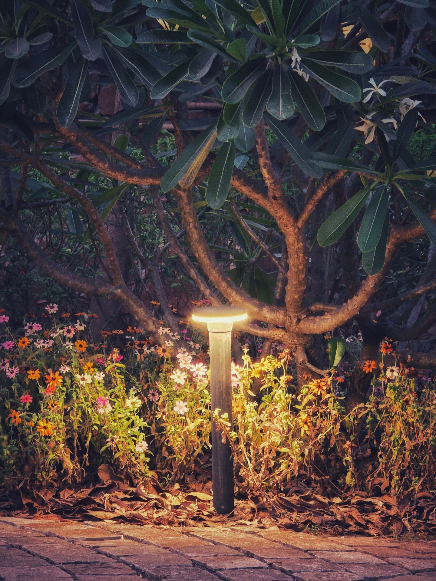 Row of solar pathway lights illuminating a garden walkway at night